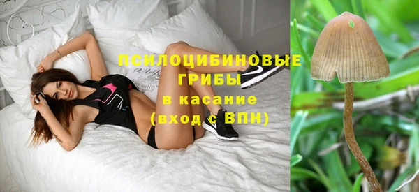 стаф Аркадак